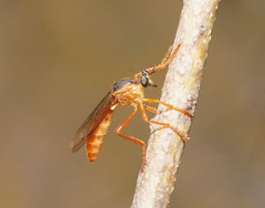 Dasypogoninae