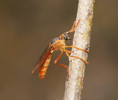Dasypogoninae