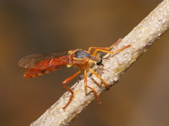 Dasypogoninae