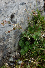 Geum cockaynei