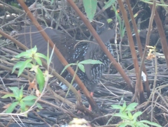 Pardirallus maculatus