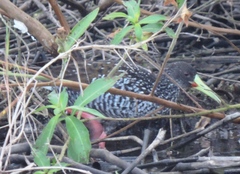 Pardirallus maculatus