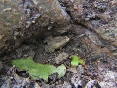 Microhyla nilphamariensis