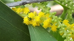 Juliflorae