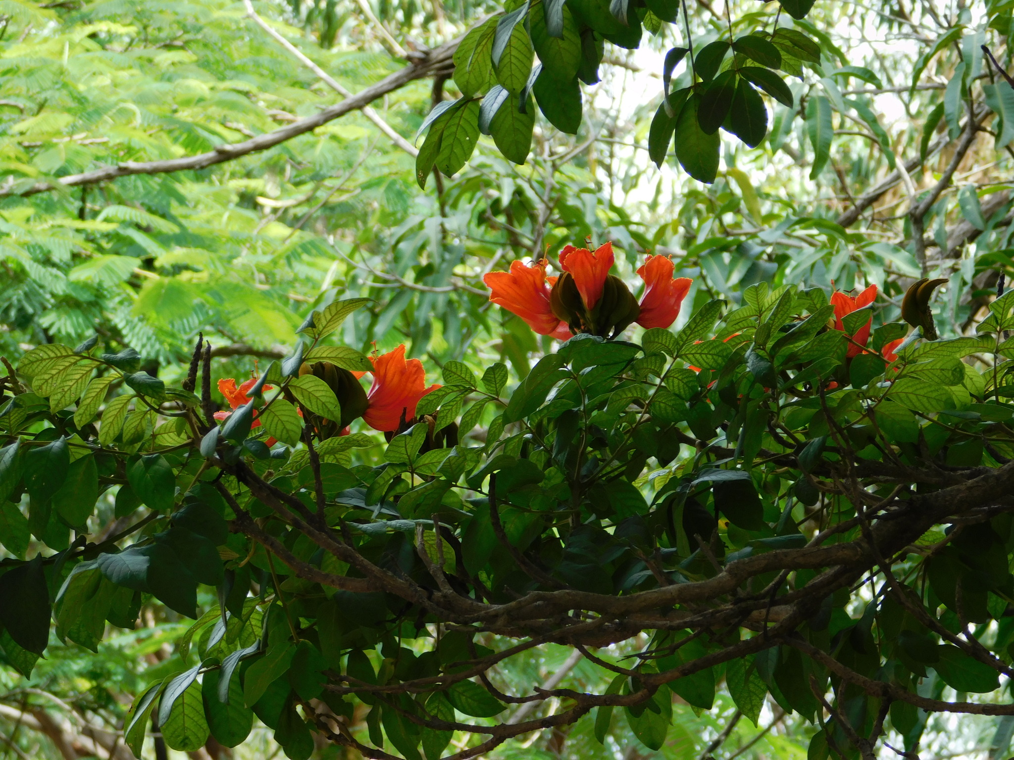 Spathodea campanulata
