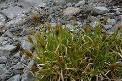 Carex edura