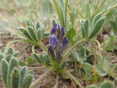 Lupinus micranthus