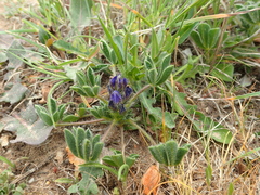 Lupinus micranthus
