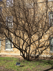 Vitex agnus-castus caerulea