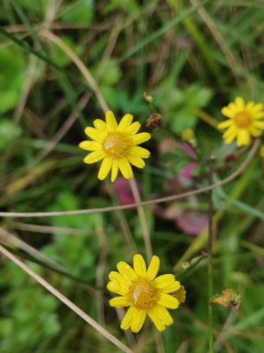 Jacobaea erratica (Jacobaea erratica)