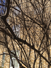 Vitex agnus-castus caerulea