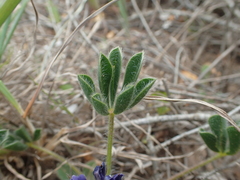 Lupinus micranthus