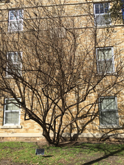 Vitex agnus-castus caerulea