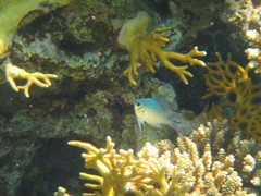 Amblyglyphidodon indicus