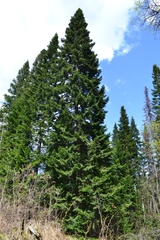 Abies sibirica