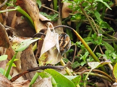 Hapalocrex flaviventer