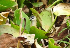 Hapalocrex flaviventer