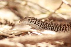 Aspidoscelis tesselatus