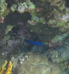 Larabicus quadrilineatus