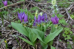 Erythronium sibiricum