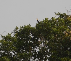 Lophoceros fasciatus