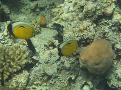 Chaetodon austriacus