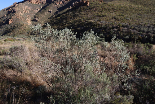 Bigwort Dottypea (Psoralea velutina)