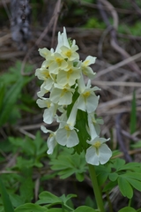 Corydalis bracteata