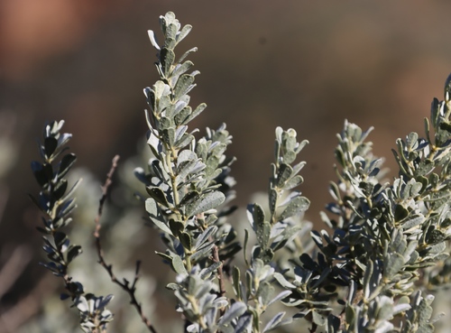Image of Bigwort Dottypea (Psoralea velutina) by (c) Tony Rebelo, some rights reserved (CC BY-SA)
