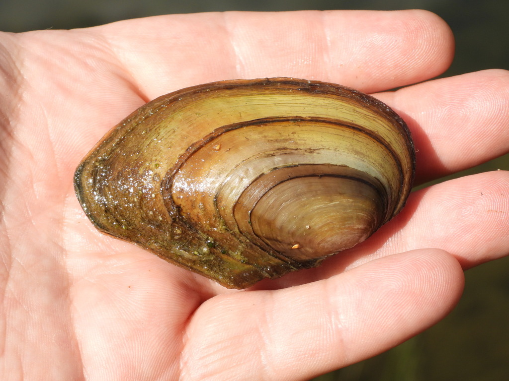 Duck Mussel, photo 1 of 10