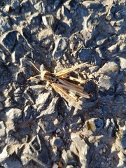 Austroicetes
