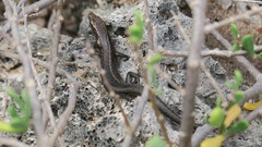 Cryptoblepharus poecilopleurus