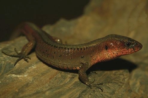 Proctoporus chasqui
