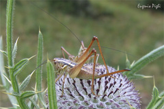 Pachytrachis striolatus