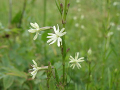 Silene tatarica