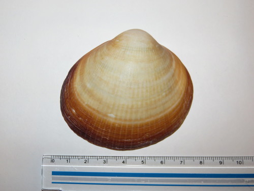 Glycymeris albolineata