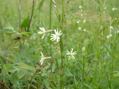 Silene tatarica