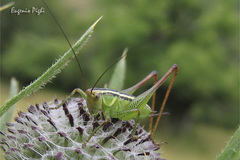 Pachytrachis striolatus