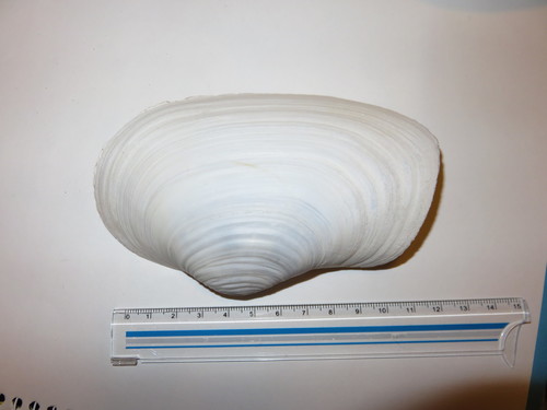 Panopea japonica