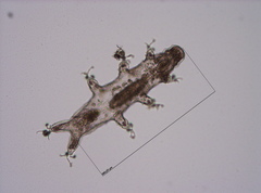 Image of Isohypsibius irregibilis