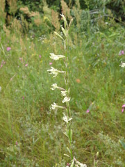 Silene tatarica