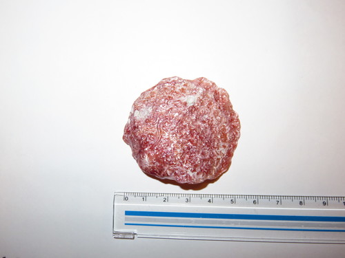 Anomia chinensis