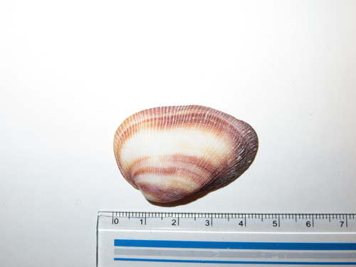 Barbatia amygdalumtostum