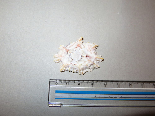 Scutellastra flexuosa
