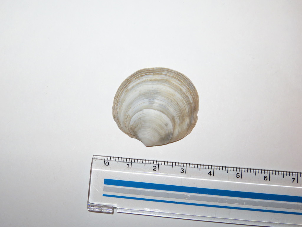 ringed lucine