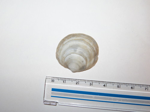 Lucinoma annulata