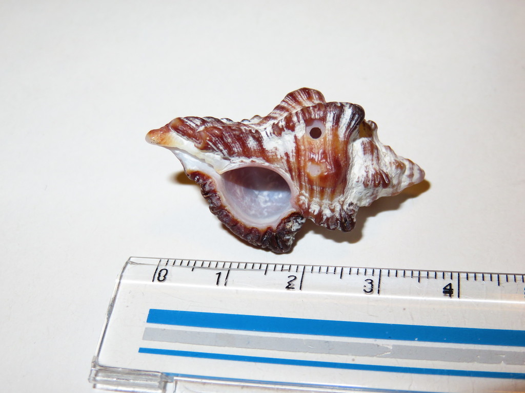 adusta murex