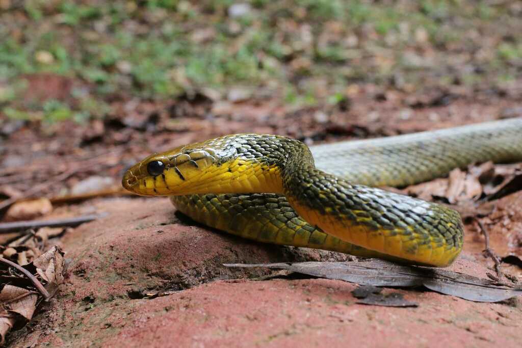 Amazon Puffing Snake From Kourou 97310, Guyane Française On August 4 