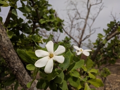 Gardenia