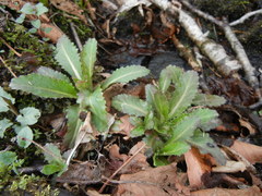 Micranthes micranthidifolia